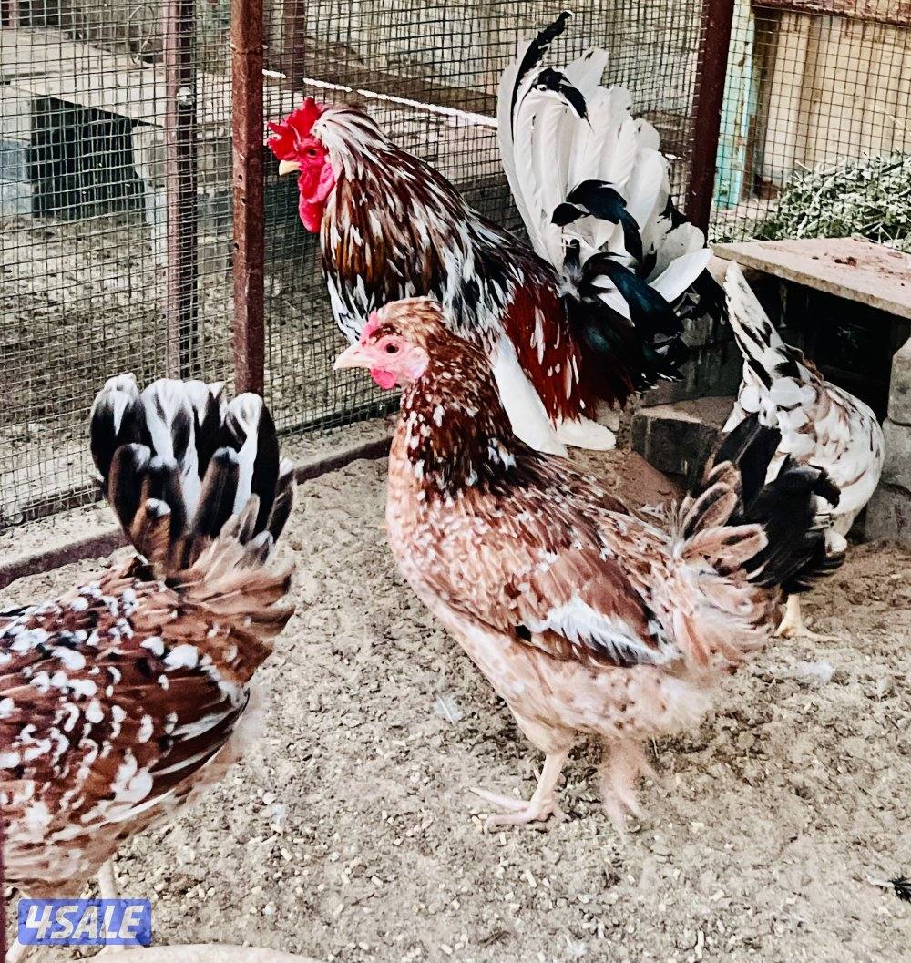 بيض عربي قديم ترثه الوان ومرسسين للأكل والتفريخ11