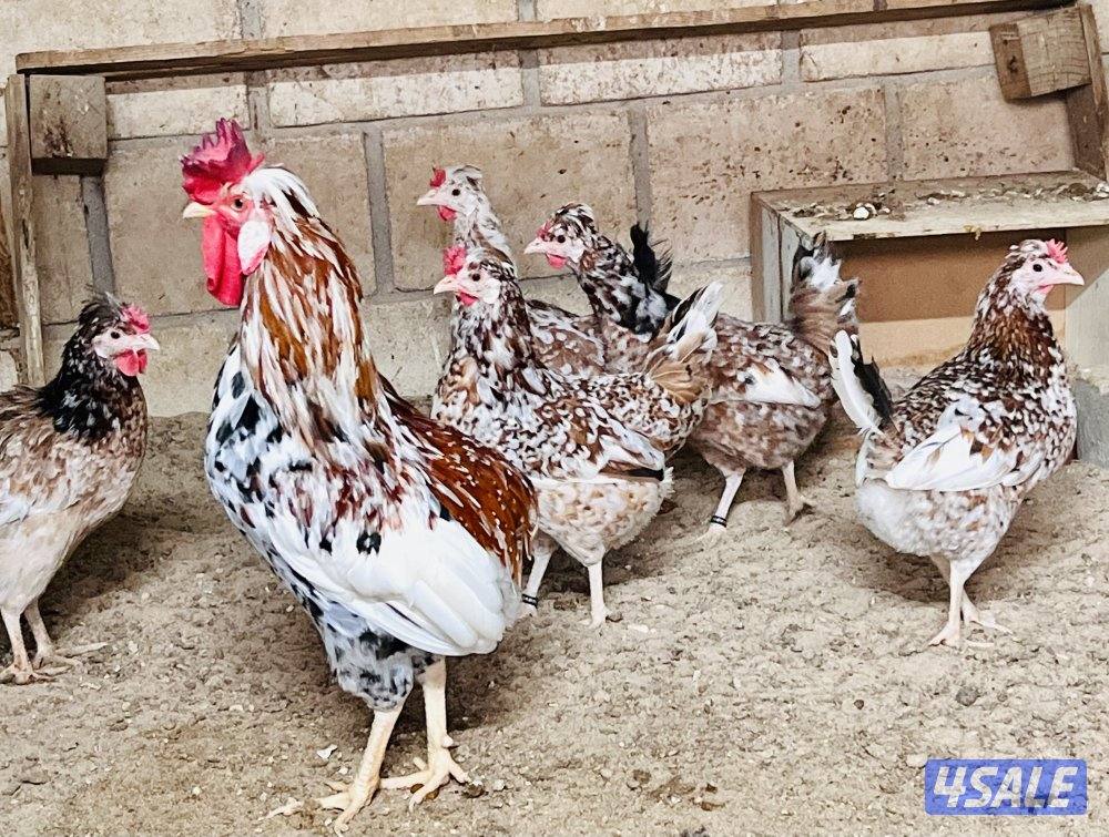 بيض عربي قديم ترثه الوان ومرسسين للأكل والتفريخ13