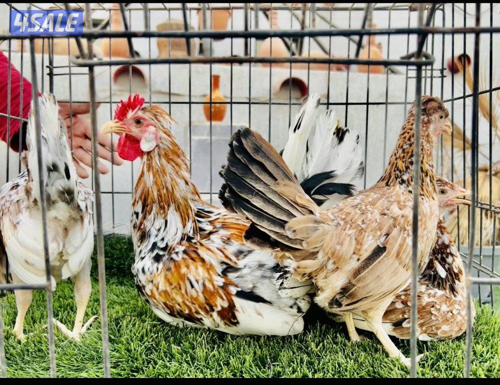 بيض عربي قديم ترثه الوان ومرسسين للأكل والتفريخ12