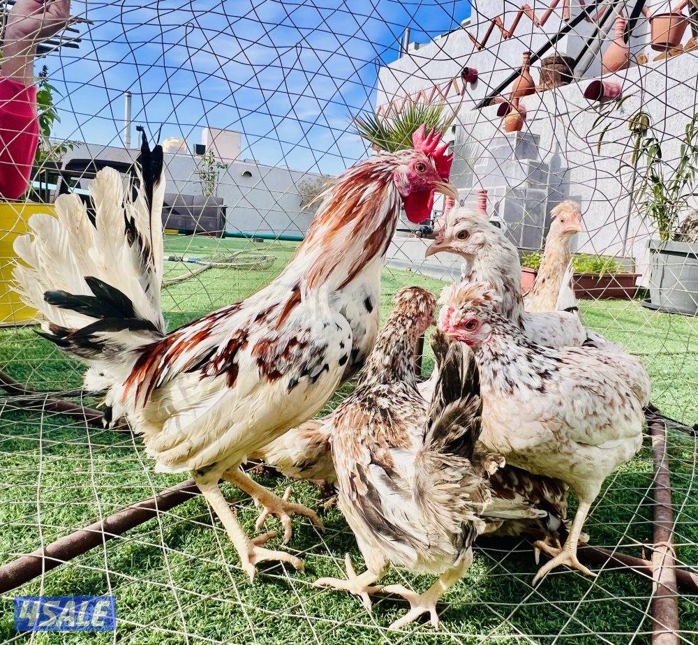 بيض عربي قديم ترثه الوان ومرسسين للأكل والتفريخ14