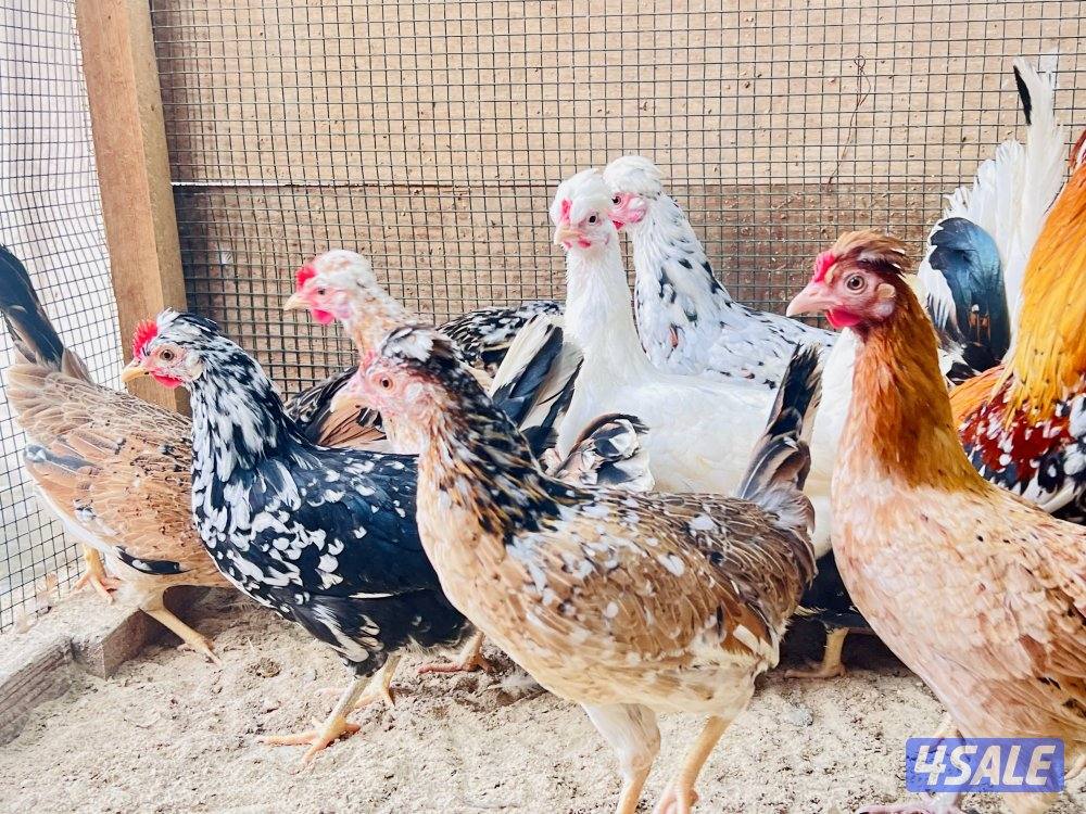 بيض عربي قديم ترثه الوان ومرسسين للأكل والتفريخ15