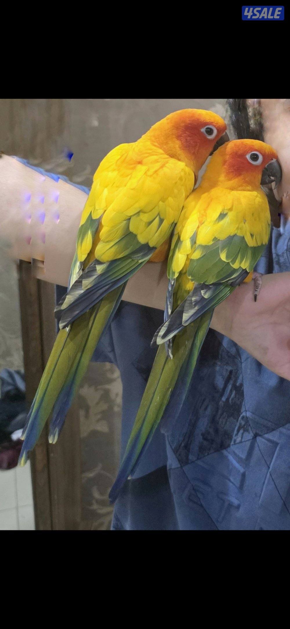Sunconure Pair0