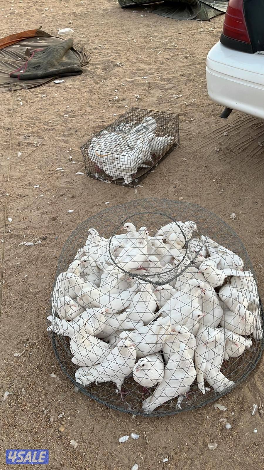 للبيع جميع انواع الدجاج والحمام والطيور0