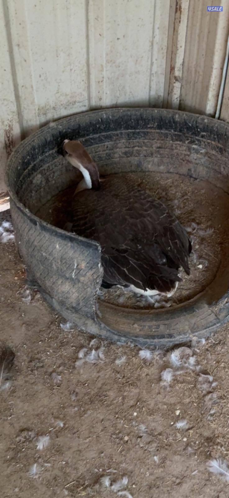 للبيع جميع انواع الدجاج والحمام والطيور1