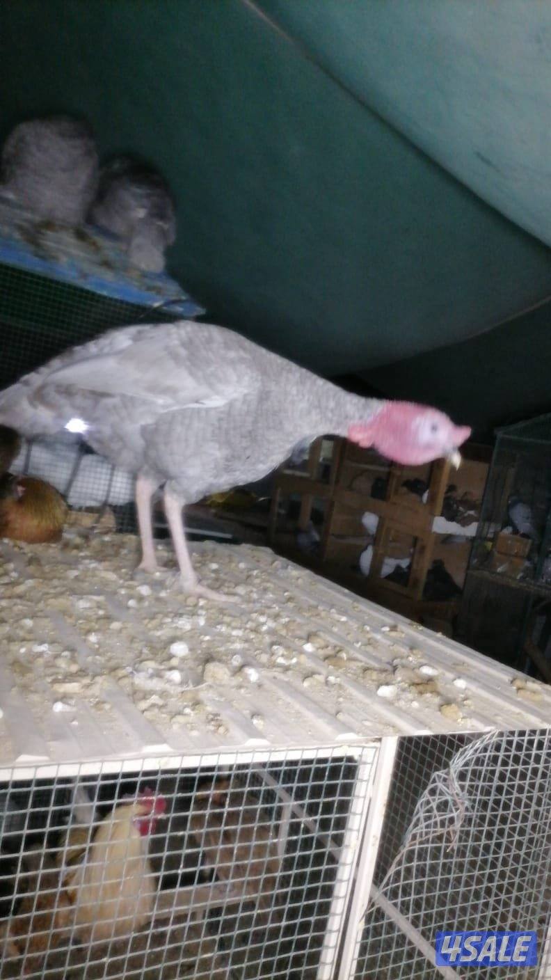 للبيع جميع انواع الدجاج والحمام والطيور2