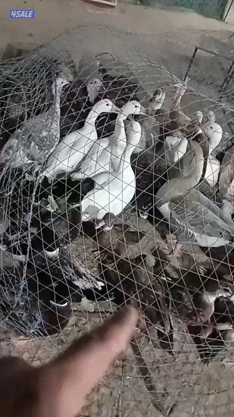 للبيع جميع انواع الدجاج والحمام والطيور3