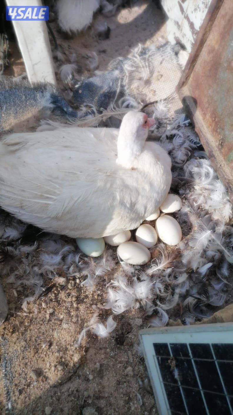 للبيع جميع انواع الدجاج والحمام والطيور4