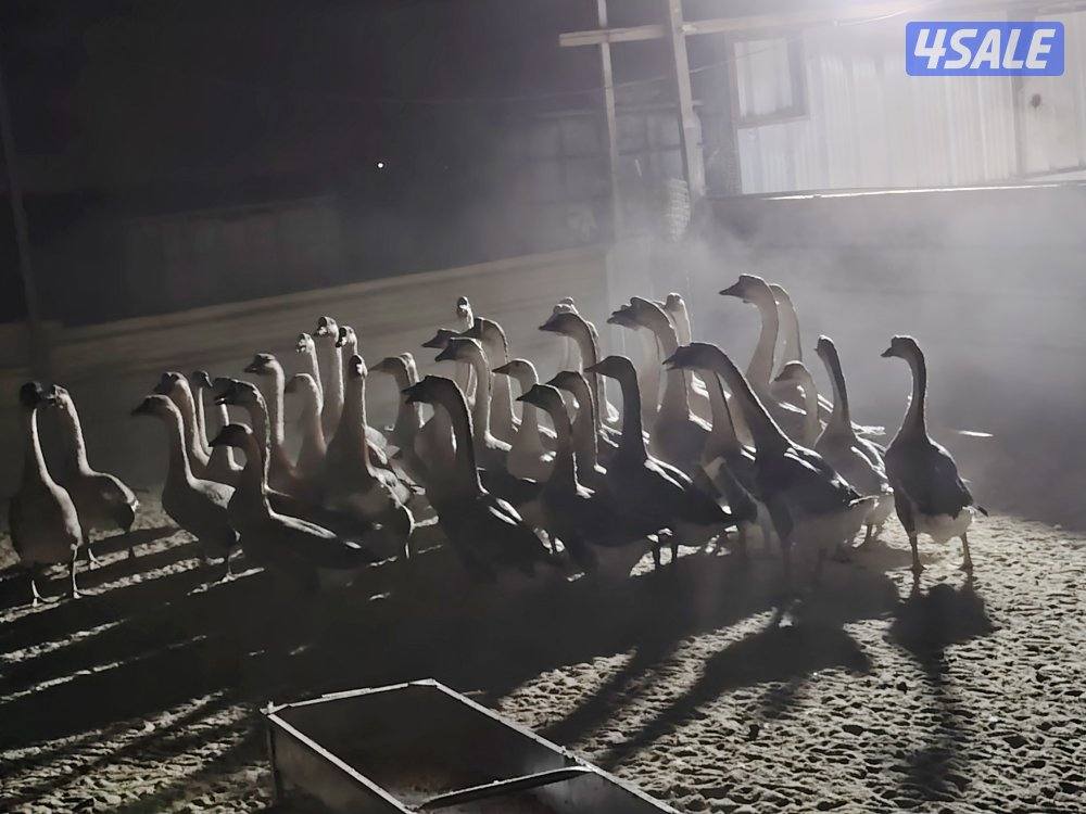 للبيع جميع انواع الدجاج والحمام والطيور5