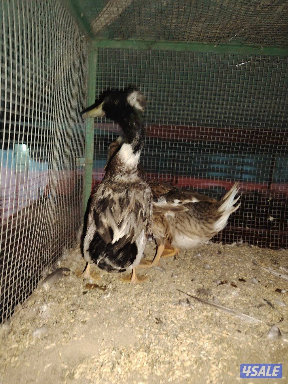 للبيع جميع انواع الدجاج والحمام والطيور6