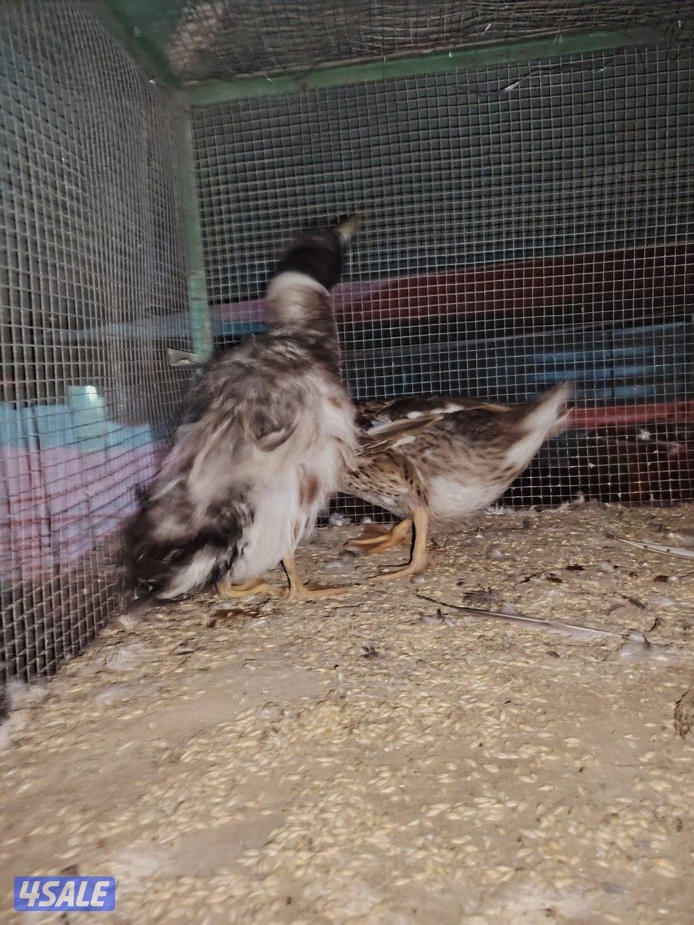 للبيع جميع انواع الدجاج والحمام والطيور7