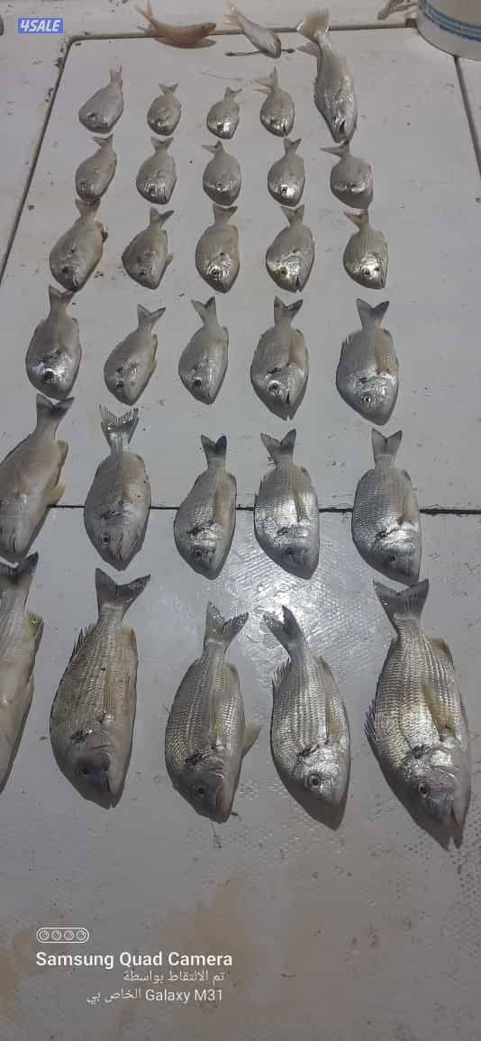 للإيجار رحلات حداق وتوصيل فيلكا7