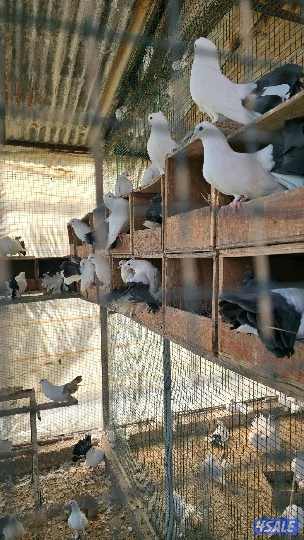 حمام شمسي اللوان متوفر كمية1