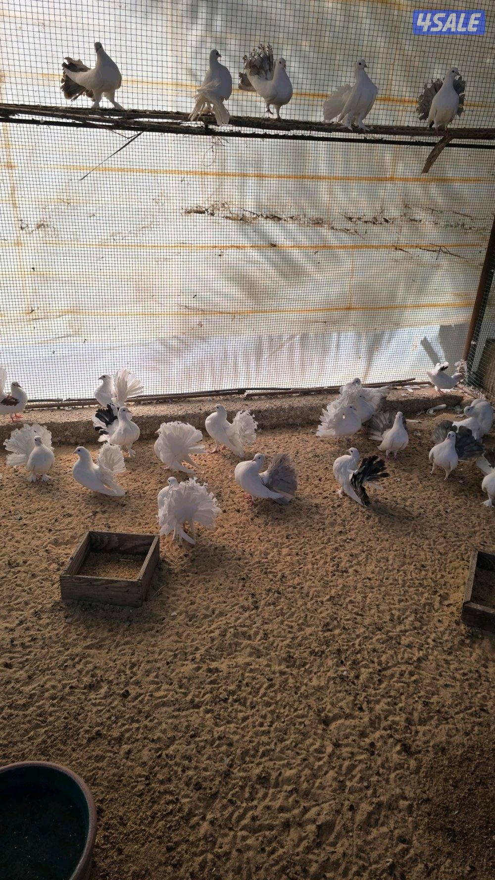 حمام شمسي اللوان متوفر كمية2