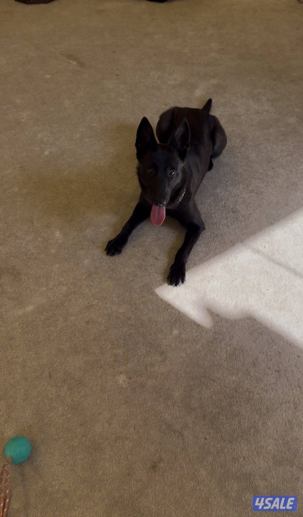 سعد العبدالله0