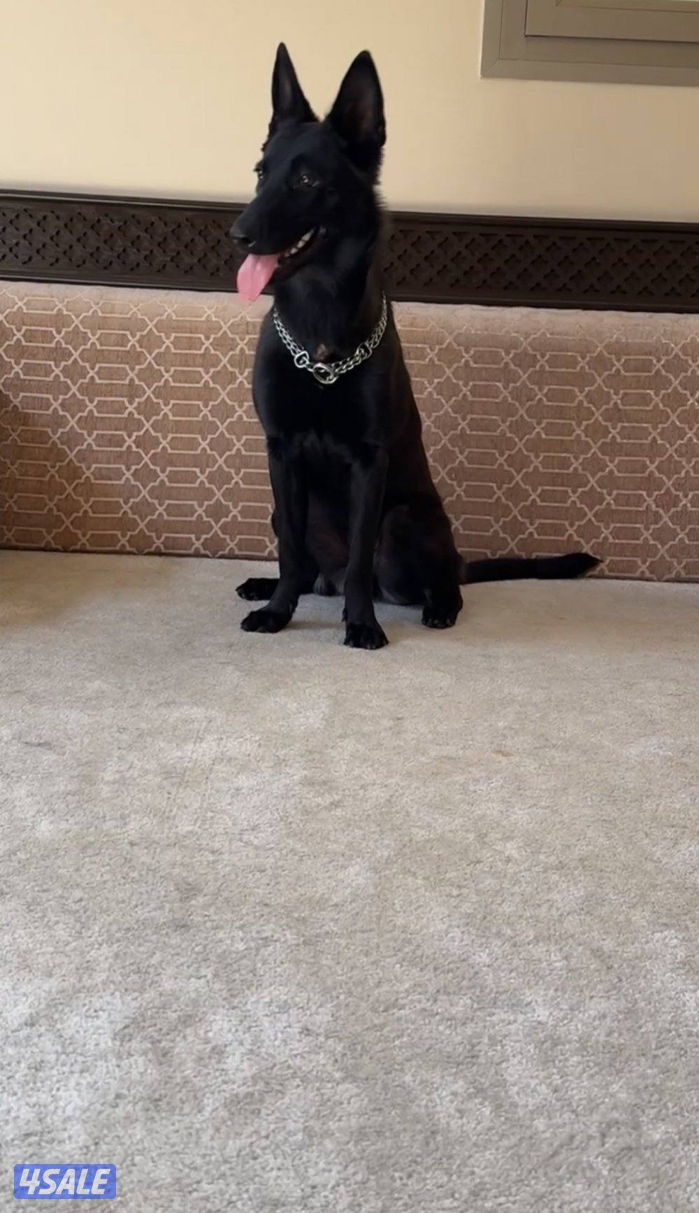 سعد العبدالله1