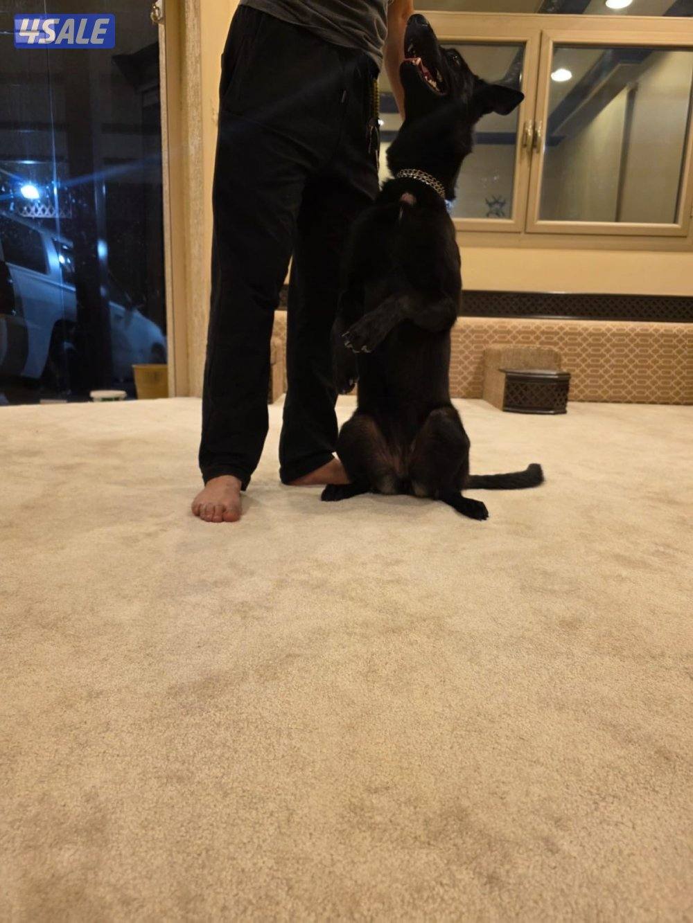 سعد العبدالله2