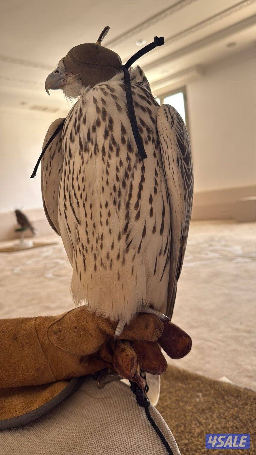 قرومشة بيور0