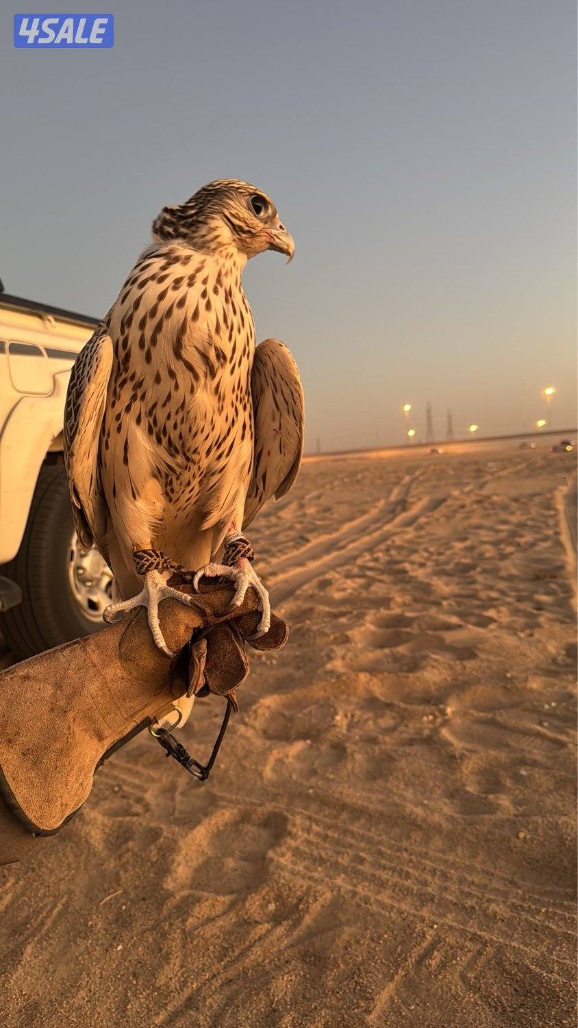 قرومشة بيور2