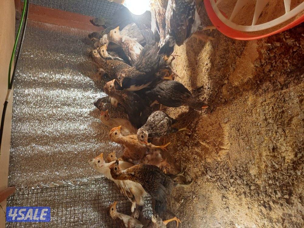 للبيع صيصان عربي ماكنتوش اعمار مخلتفة1