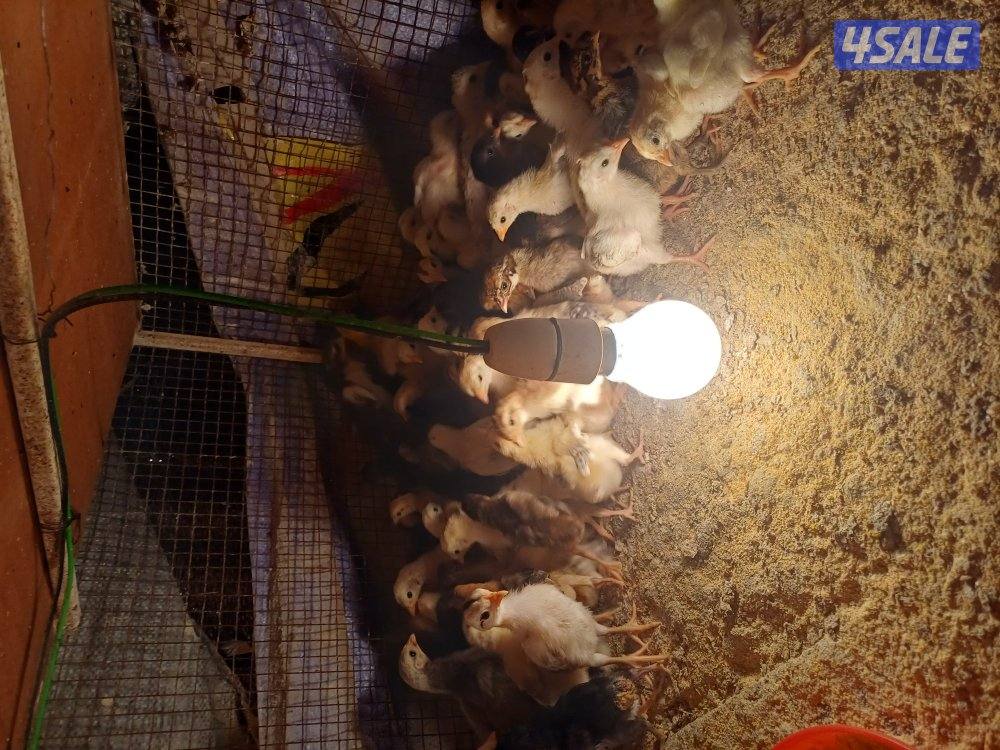 للبيع صيصان عربي ماكنتوش اعمار مخلتفة2