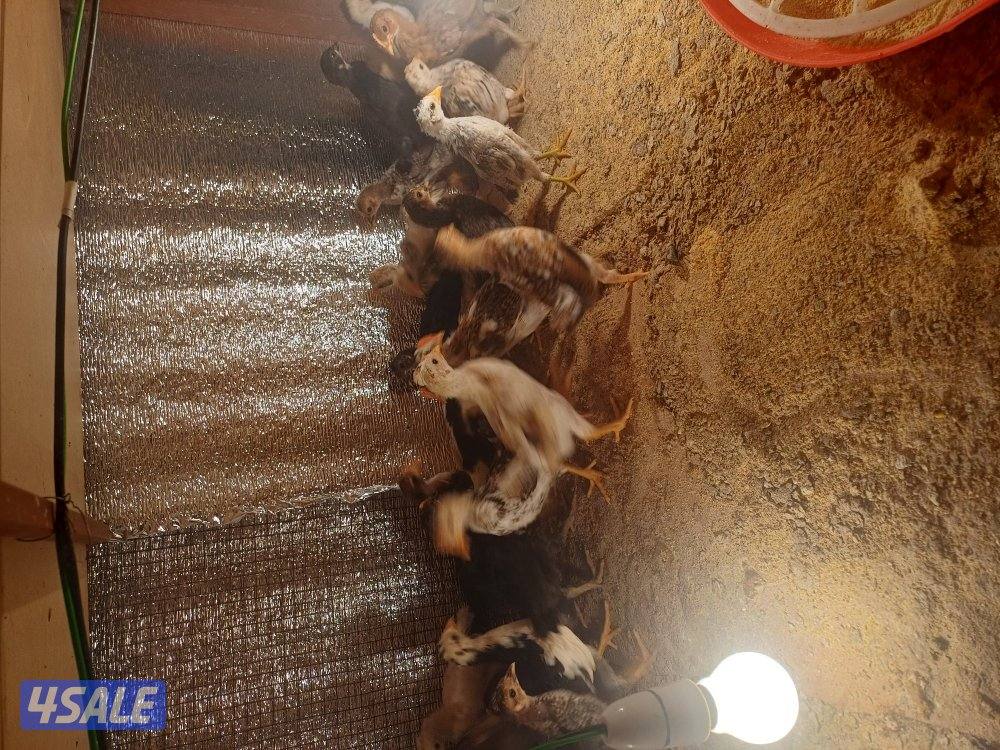 للبيع صيصان عربي ماكنتوش اعمار مخلتفة4