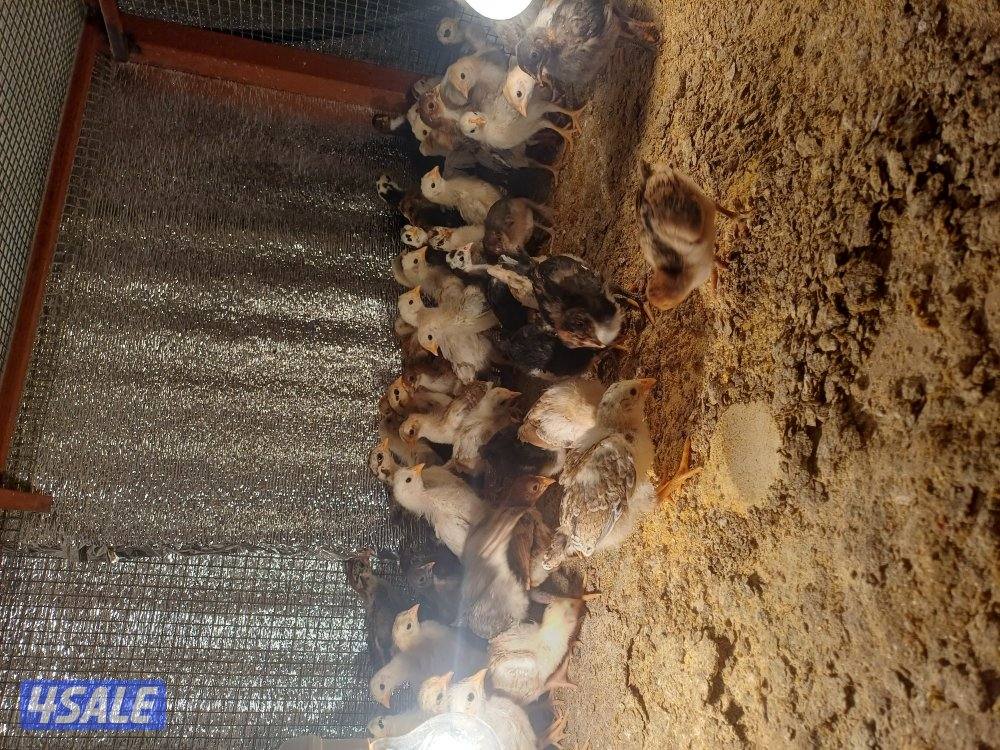 للبيع صيصان عربي ماكنتوش اعمار مخلتفة3