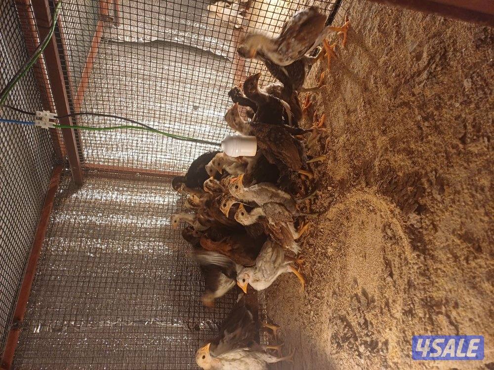 للبيع صيصان عربي ماكنتوش اعمار مخلتفة5