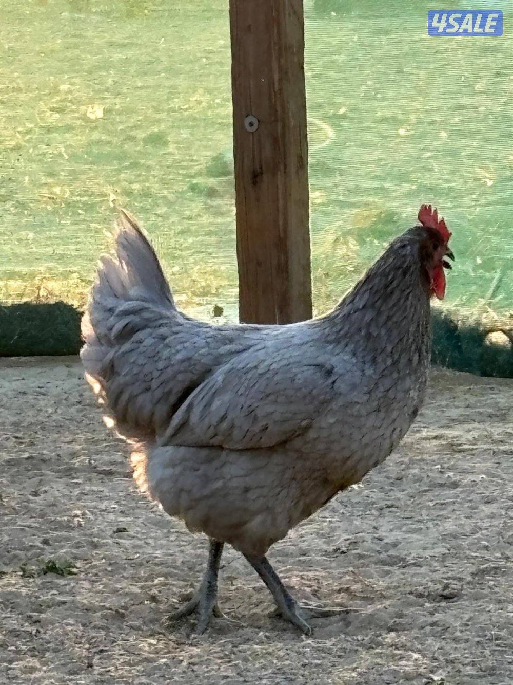 فروخ استرالوب1