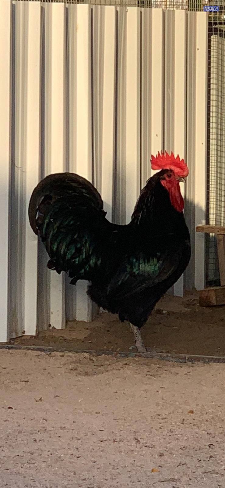 فروخ استرالوب2