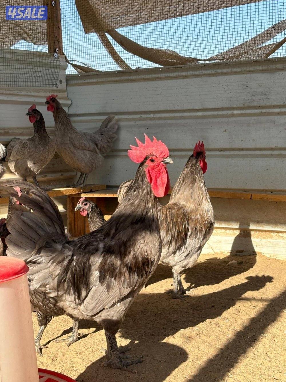 فروخ استرالوب3