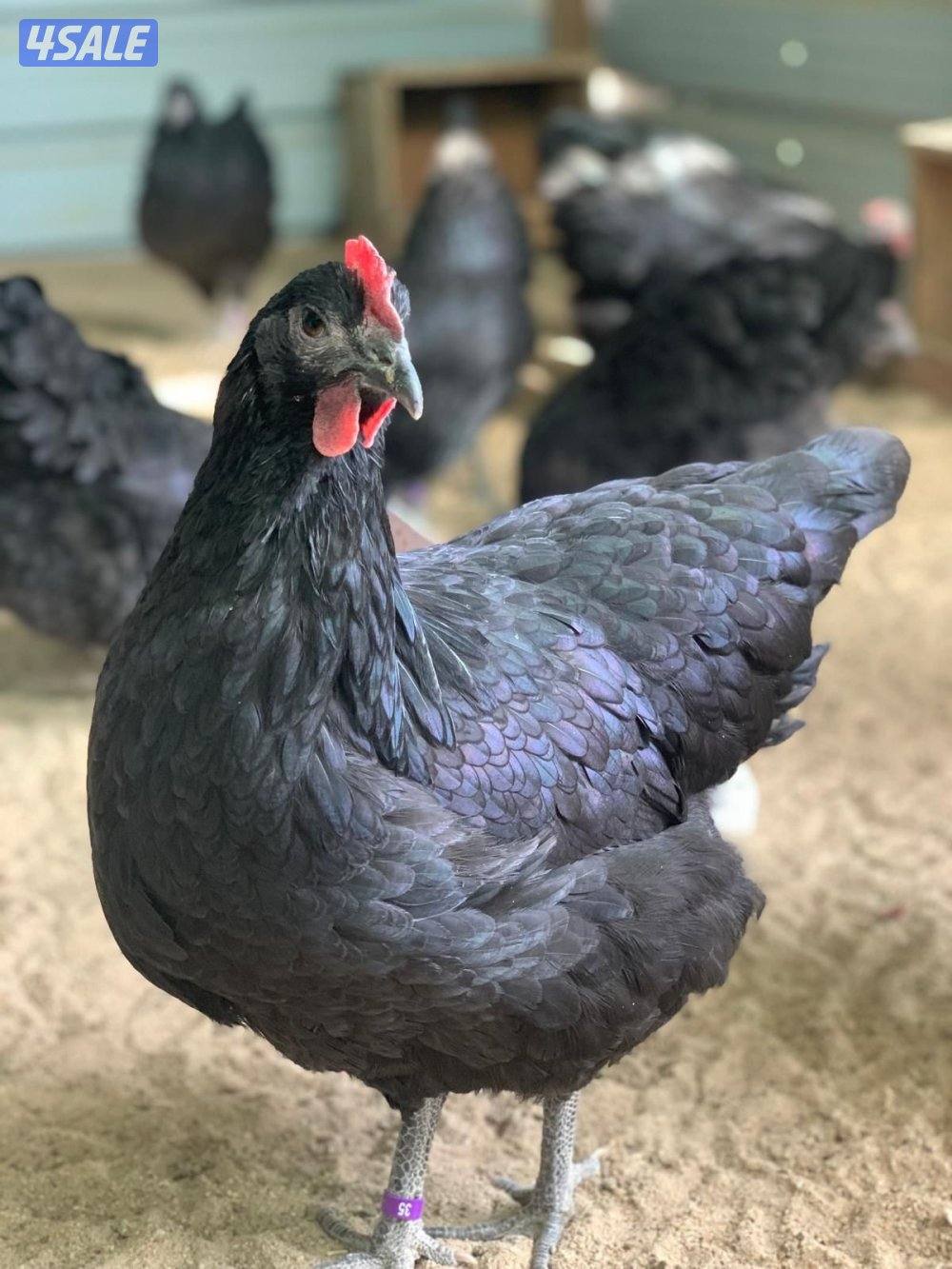 فروخ استرالوب4