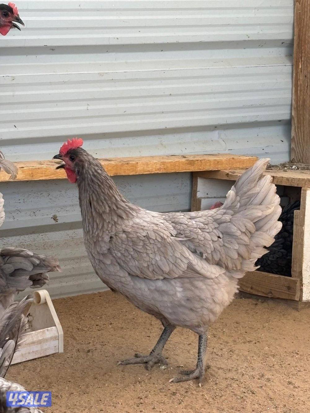 فروخ استرالوب7