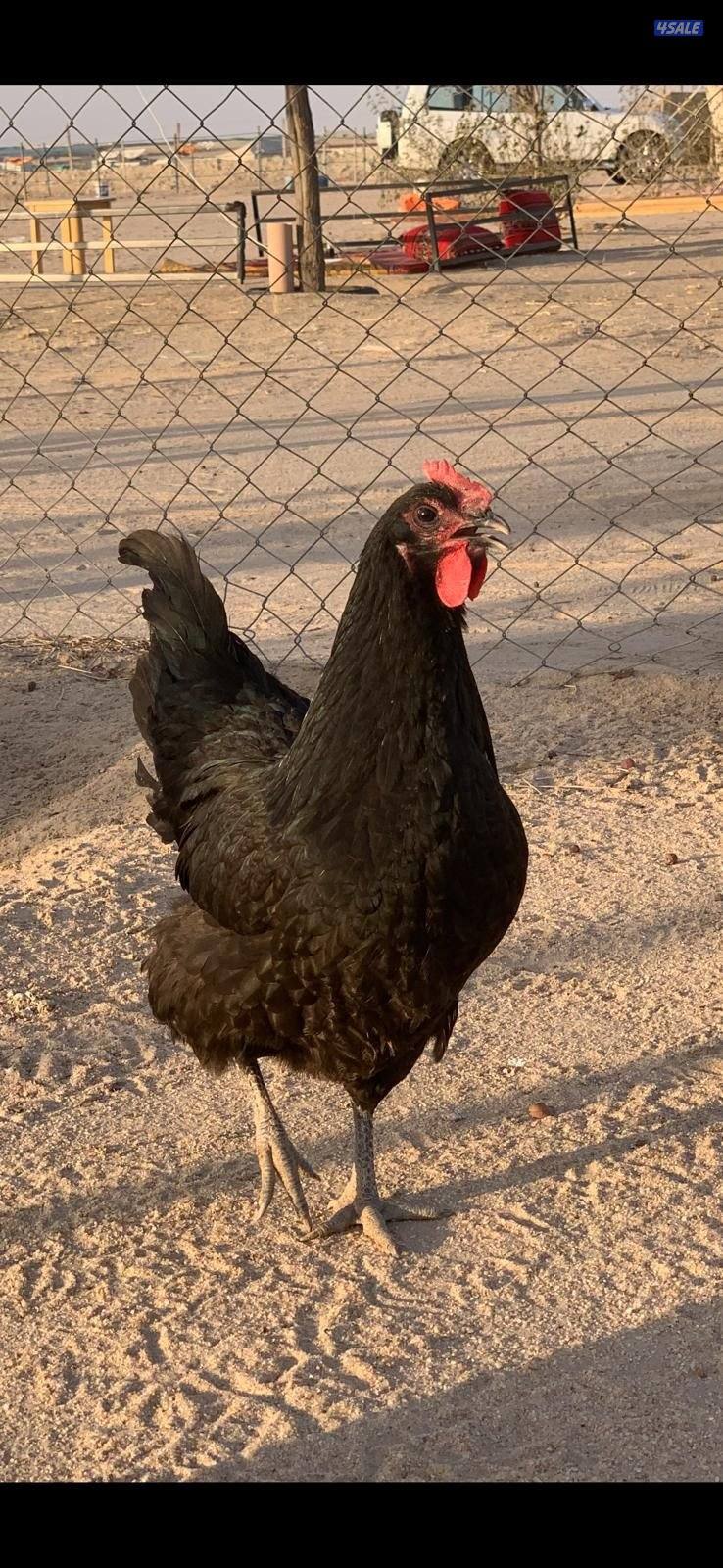 فروخ استرالوب8