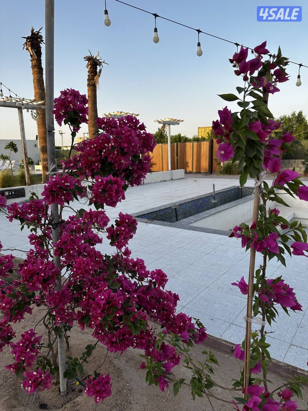 مزرعه كوينزلاند العبدلي2