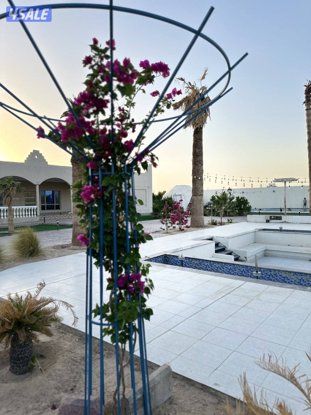 مزرعه كوينزلاند العبدلي6