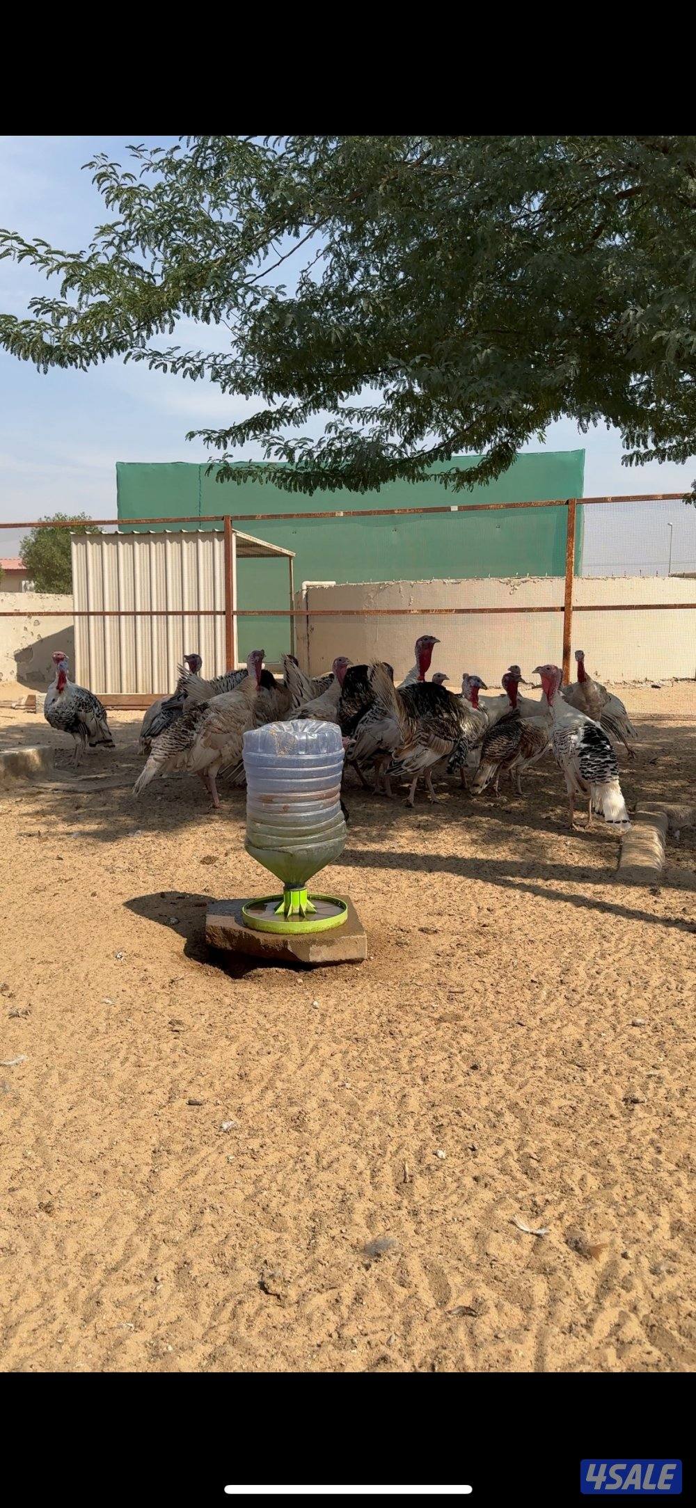 للبيع رومي0