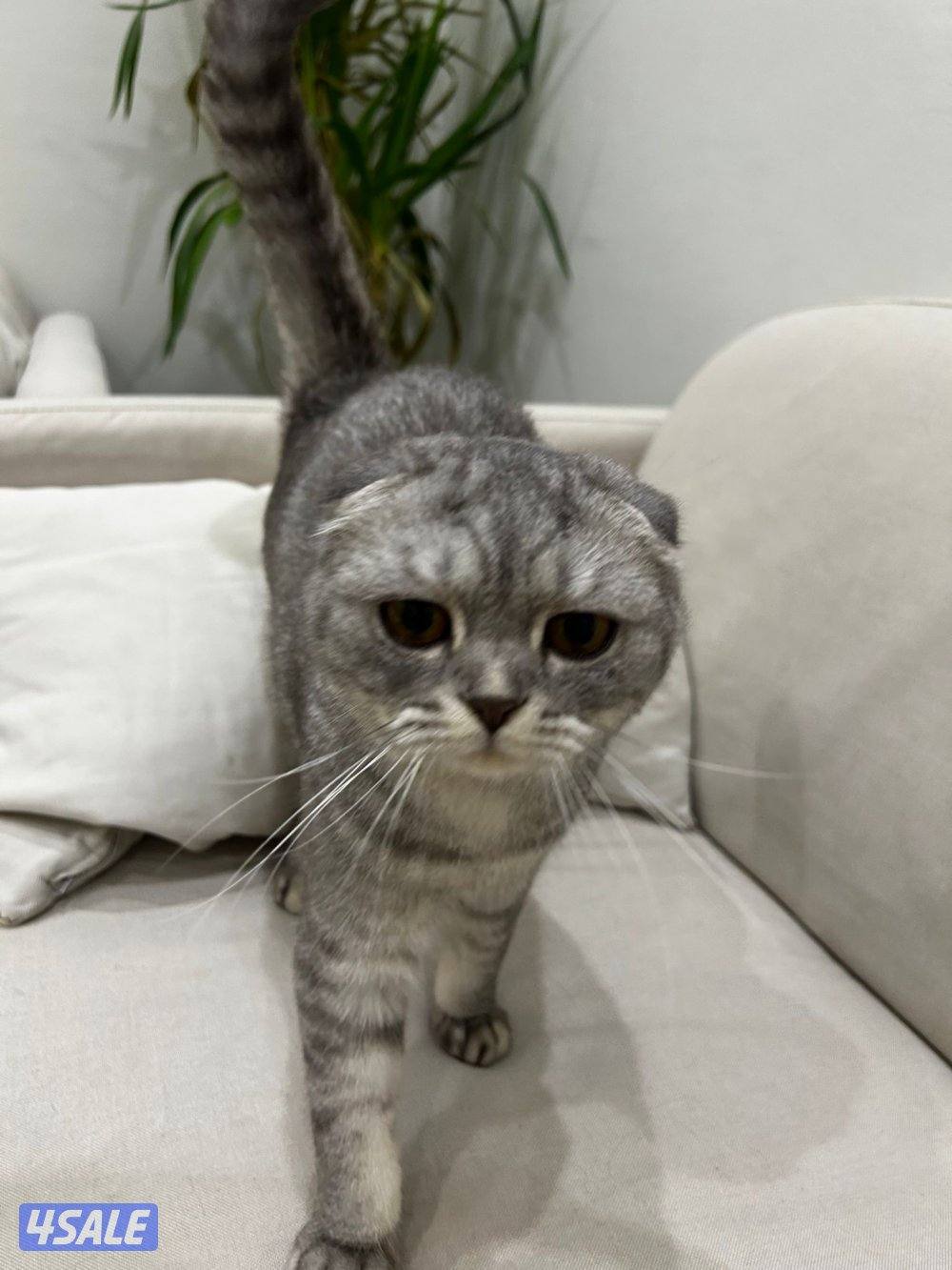 قطوه للبيع سكوتش فولد أنثى0