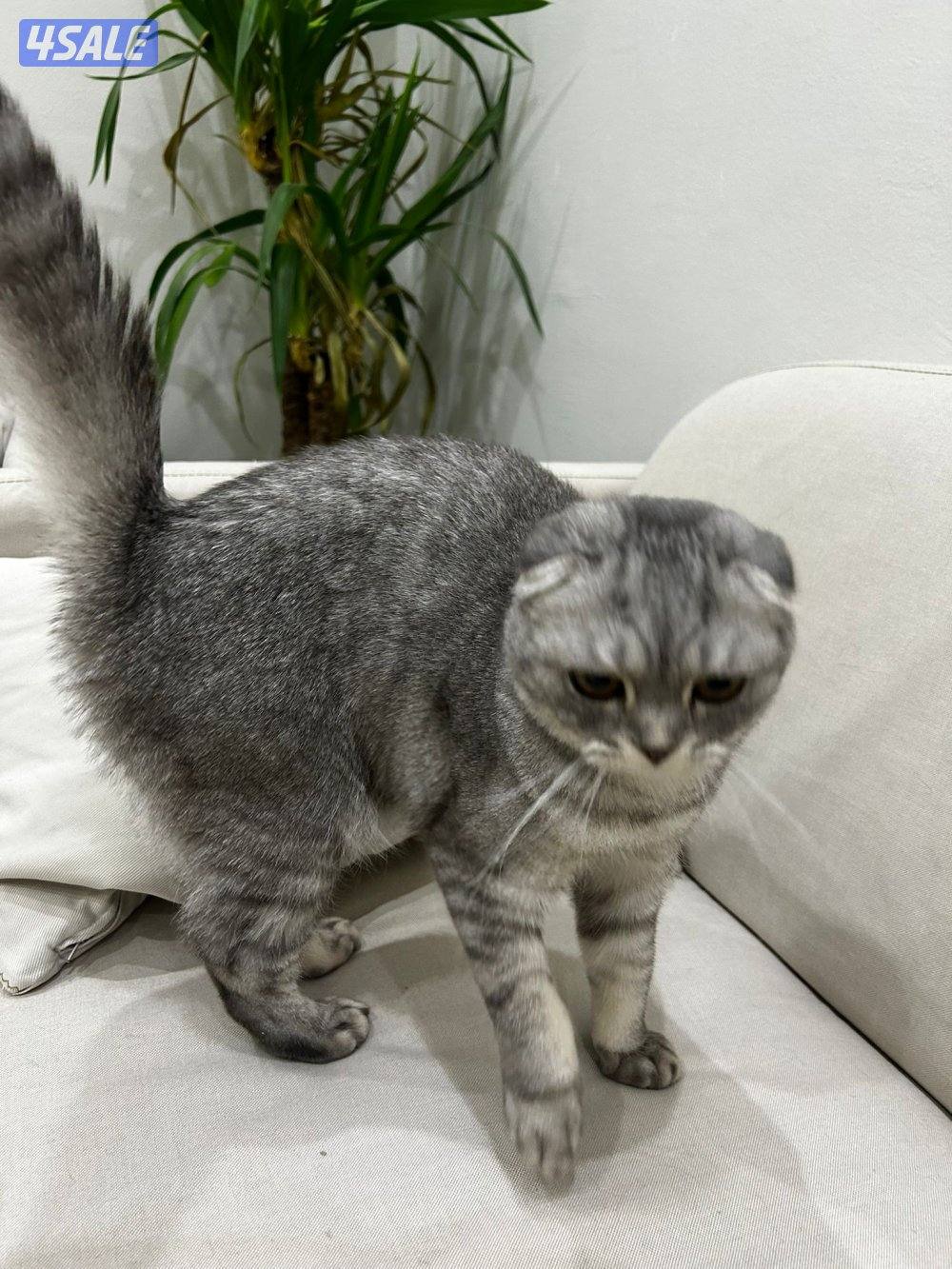 قطوه للبيع سكوتش فولد أنثى1