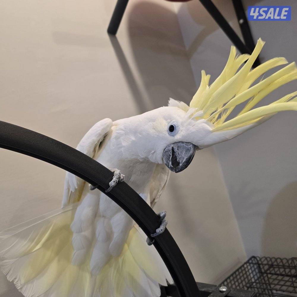 كوكاتو للبيع2