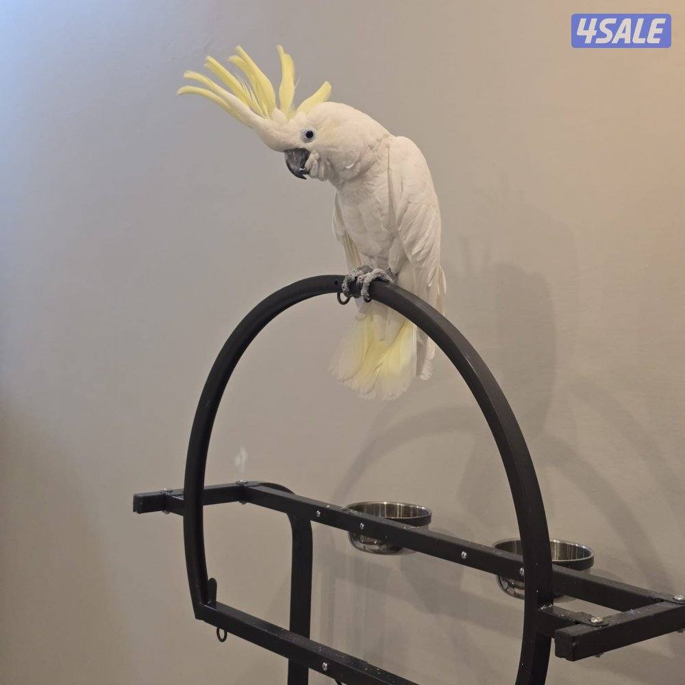 كوكاتو للبيع1