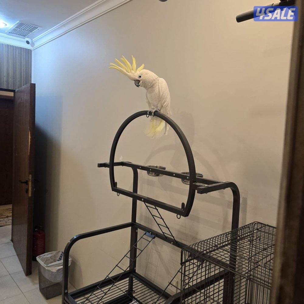 كوكاتو للبيع3