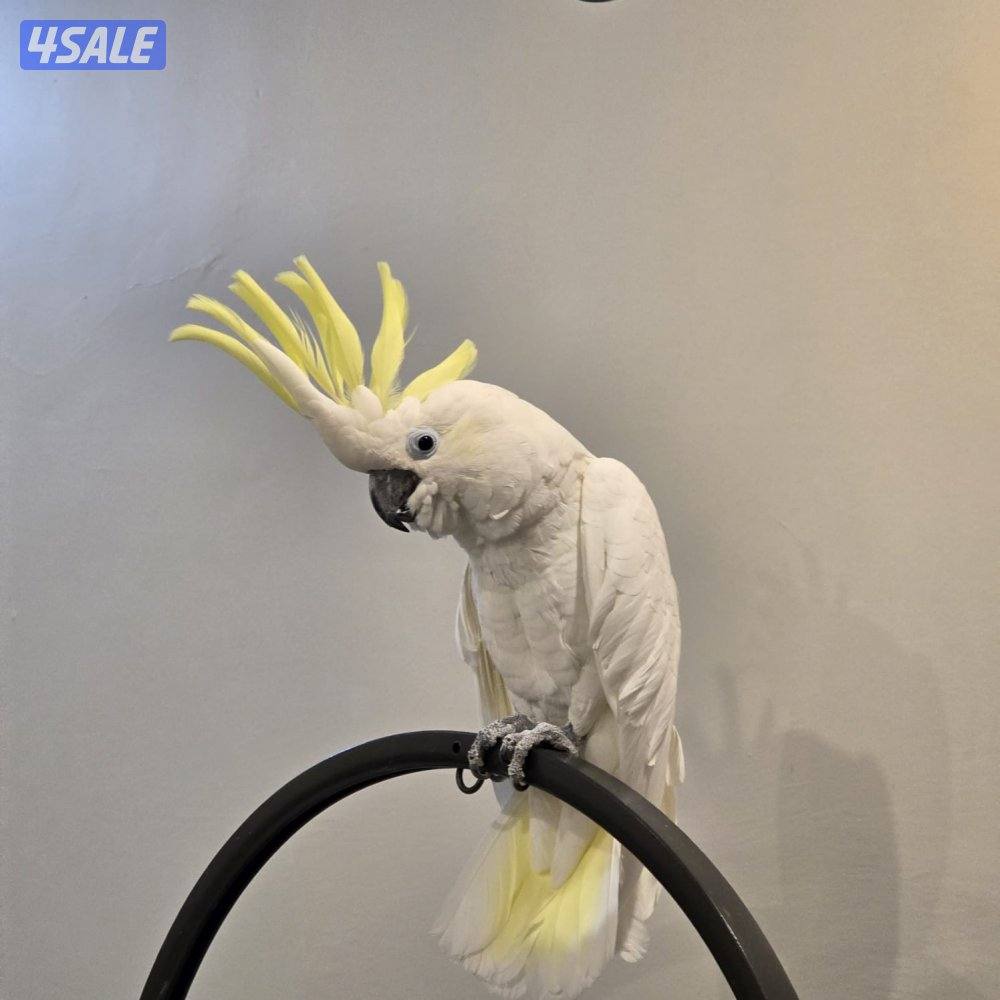 كوكاتو للبيع4