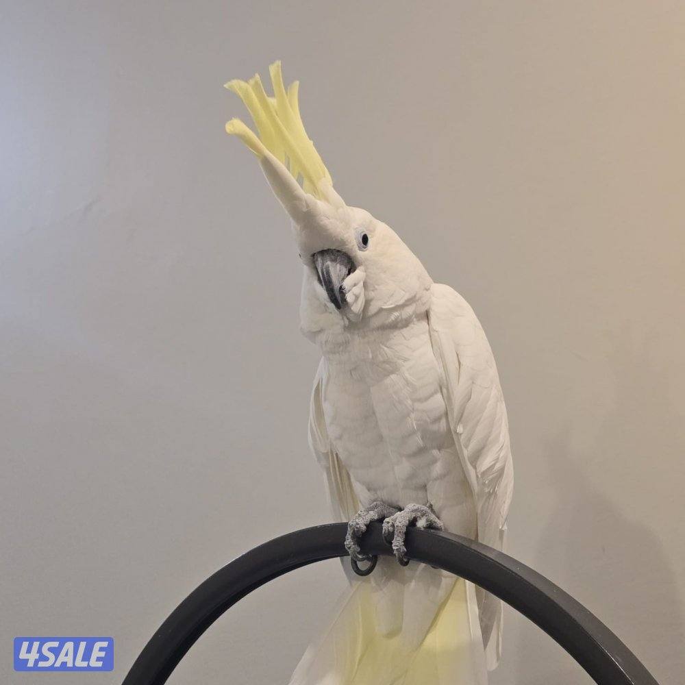 كوكاتو للبيع5