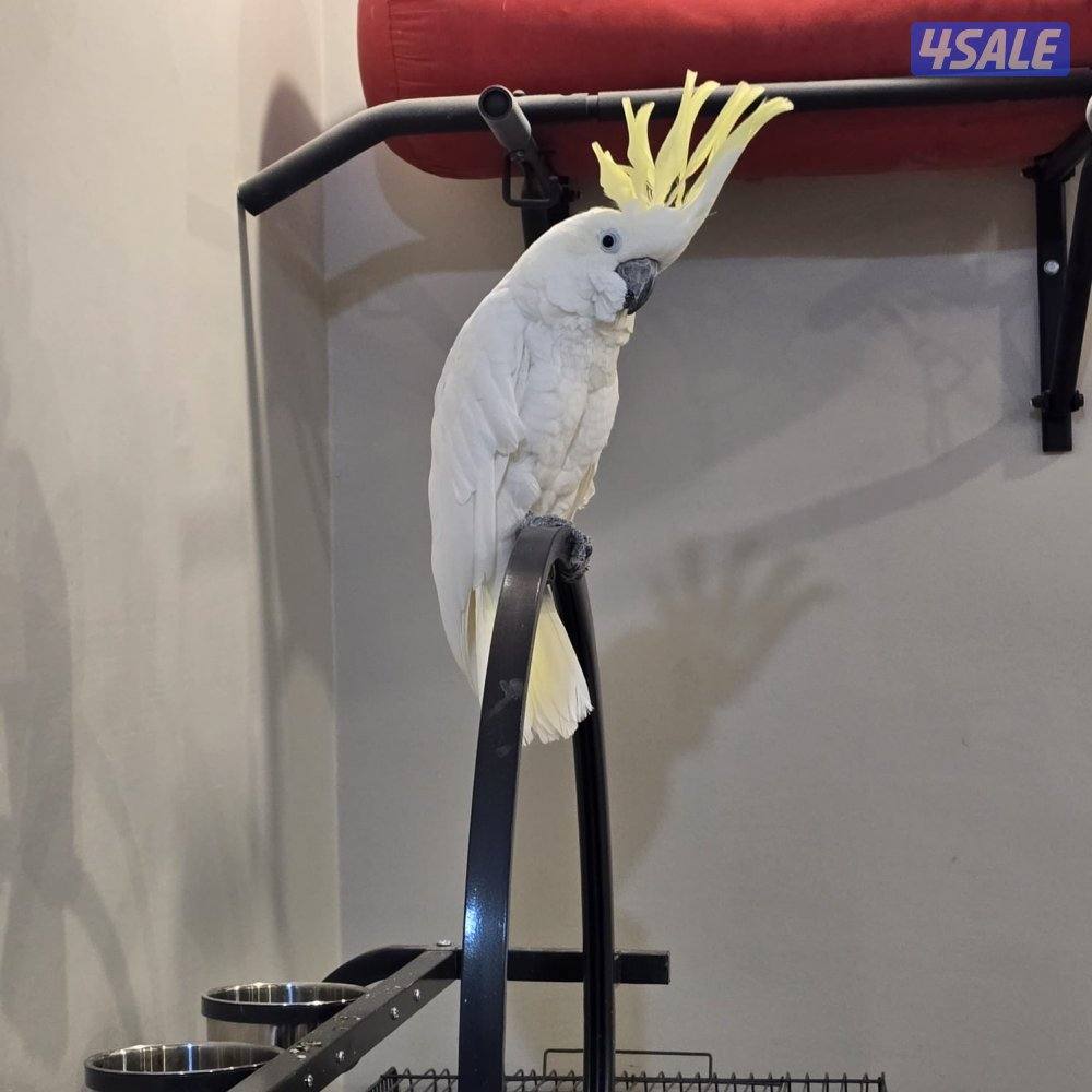 كوكاتو للبيع6