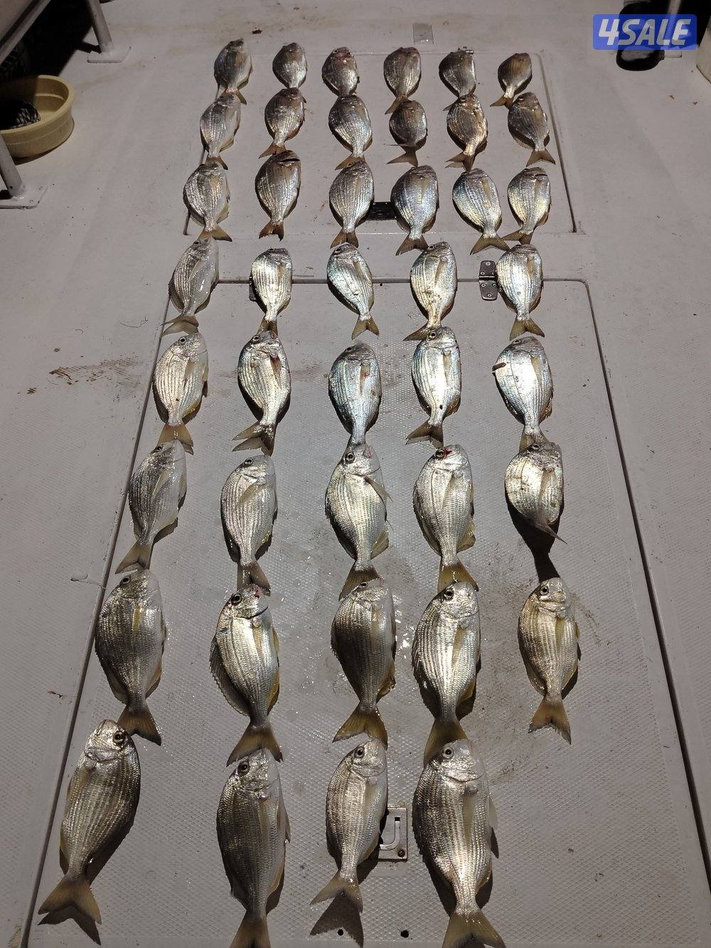 طراد ايجار رحلات بحريه طراد ايجار3