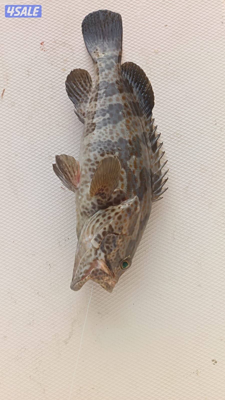 طراد ايجار رحلات بحريه طراد ايجار5