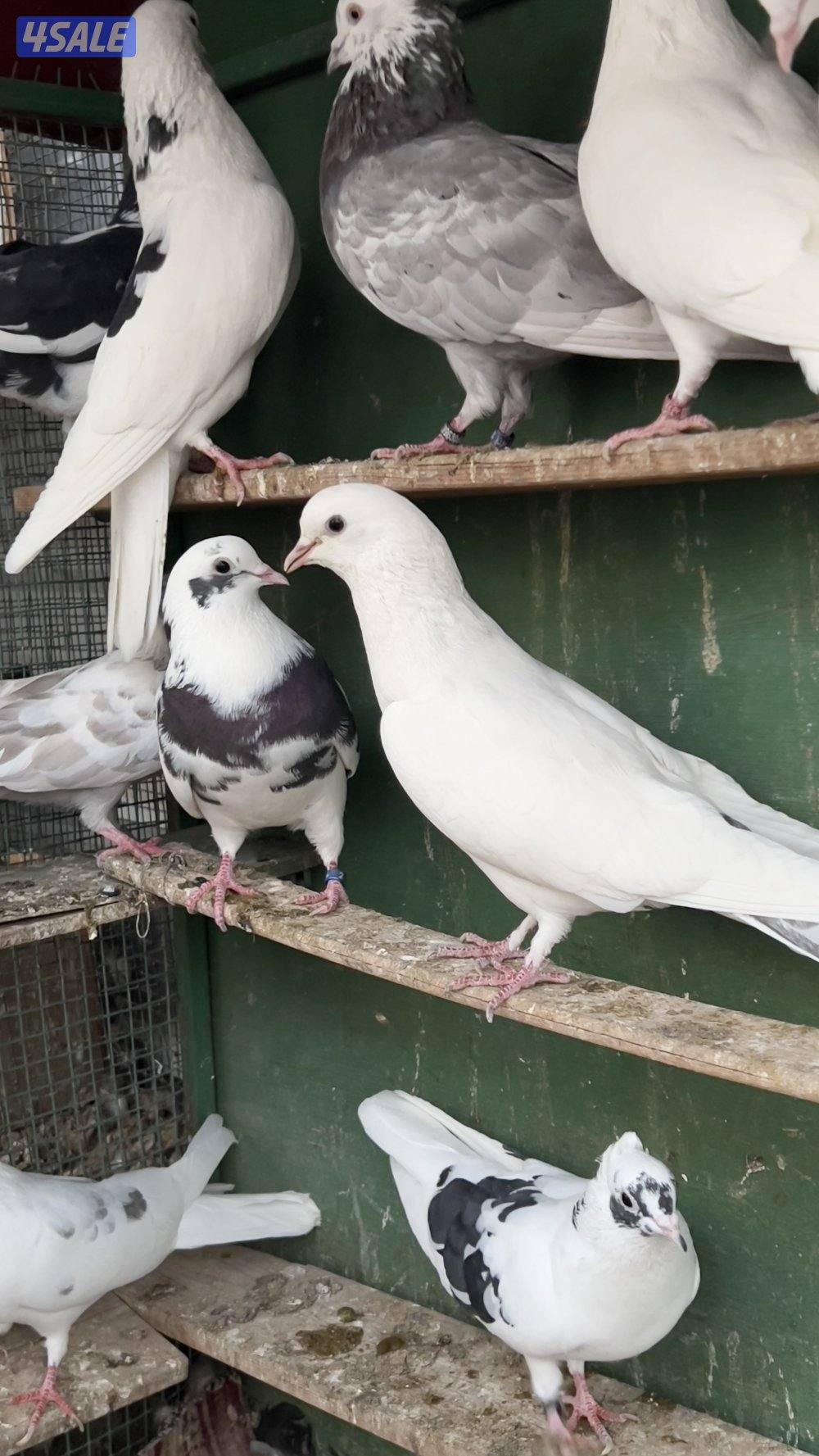 للبيع اللوان لووت 13 طير0