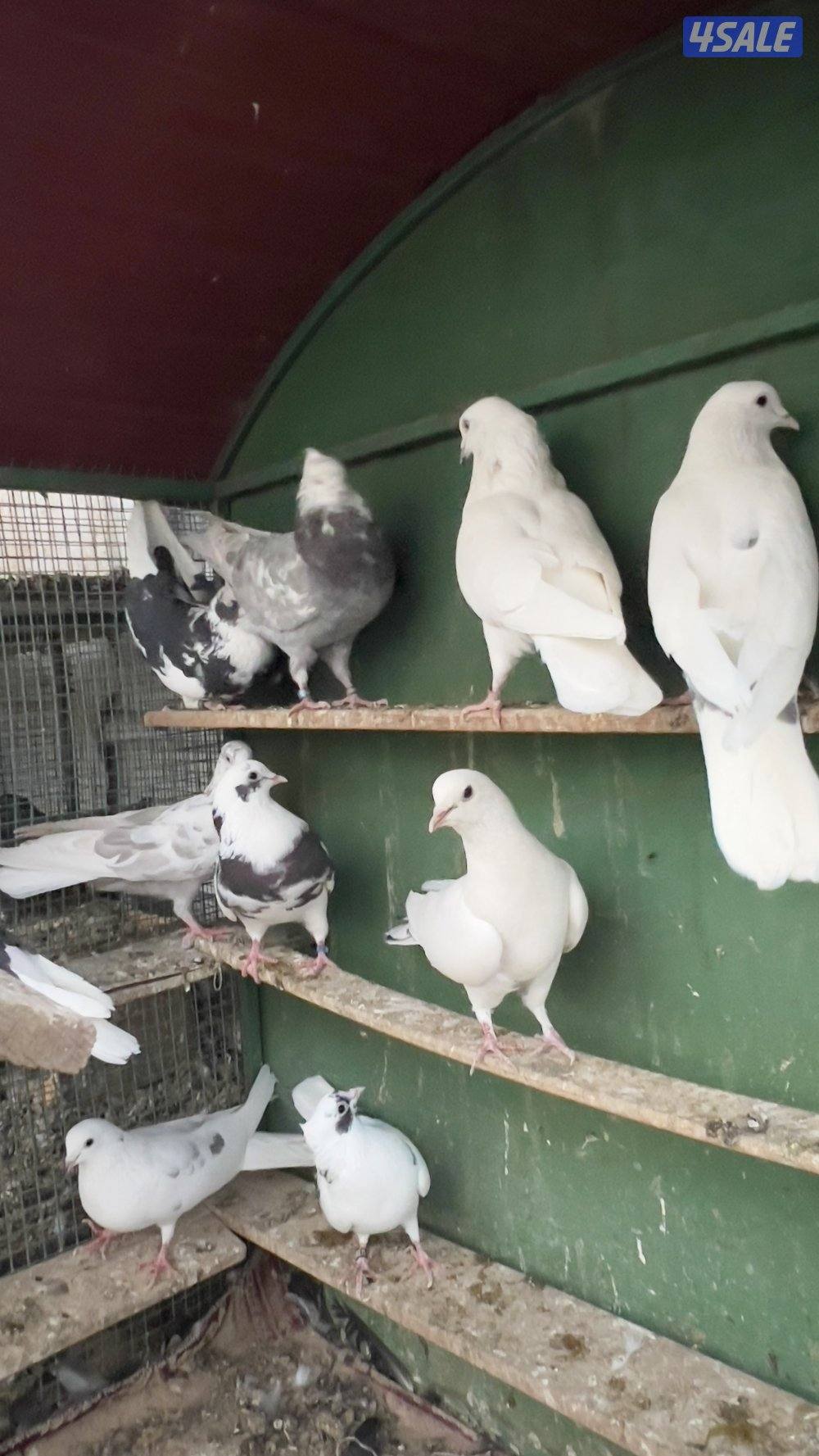 للبيع اللوان لووت 13 طير1