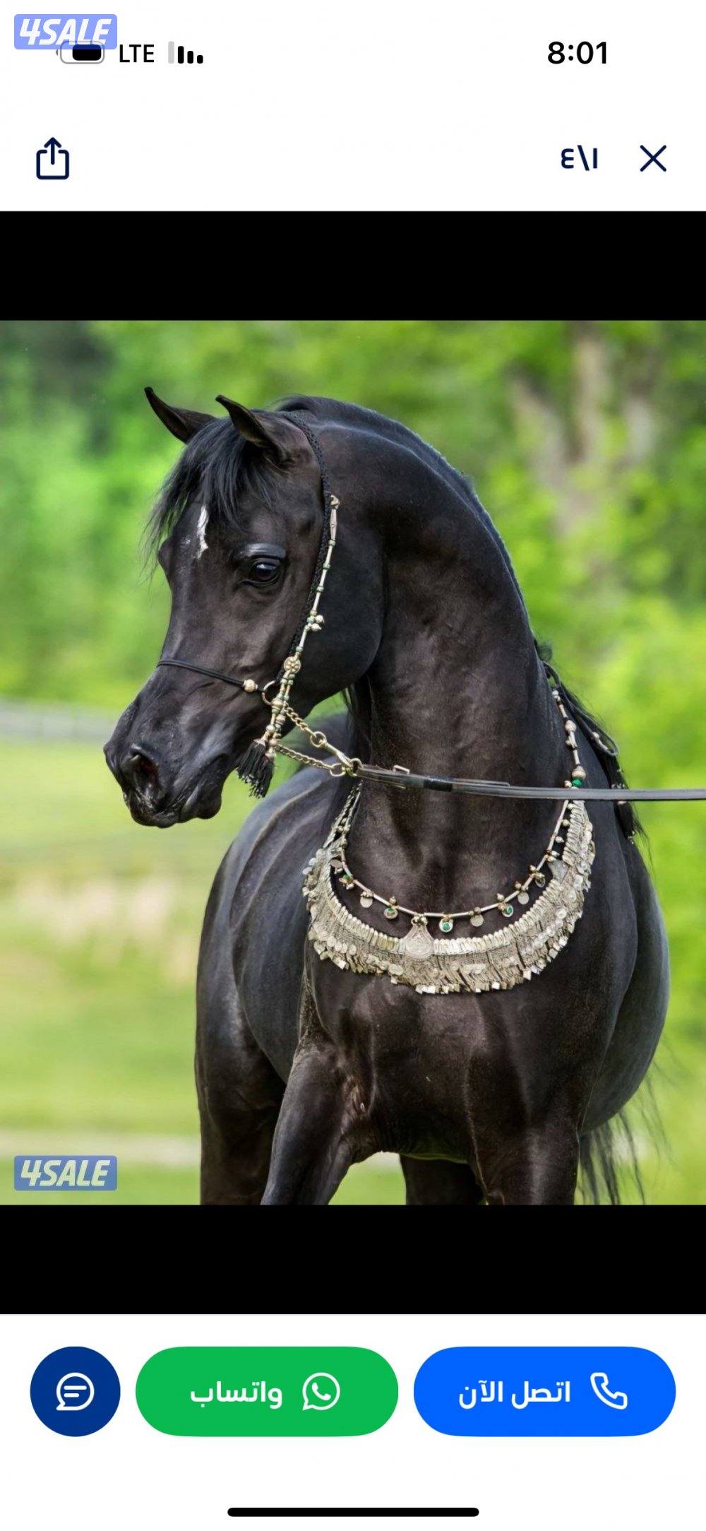 للبيع بولش ادهم مواليد 20200