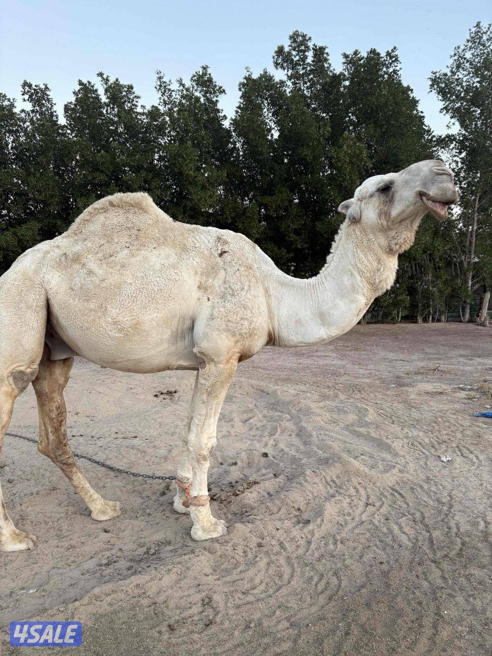 للبيع بعير أوضح0